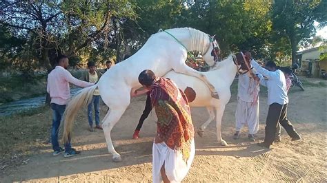 women fucks horse|Horse loudly fucks naked woman hard enough to make her come